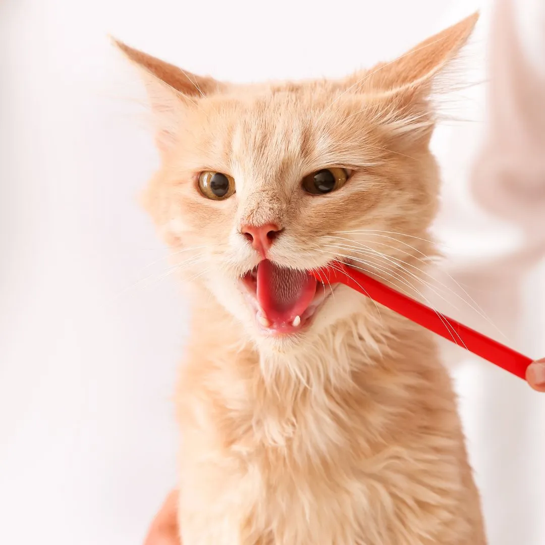 Pet-Dental-Treatments-Procedures-service Veterinarian brushing cat's teeth in clinic