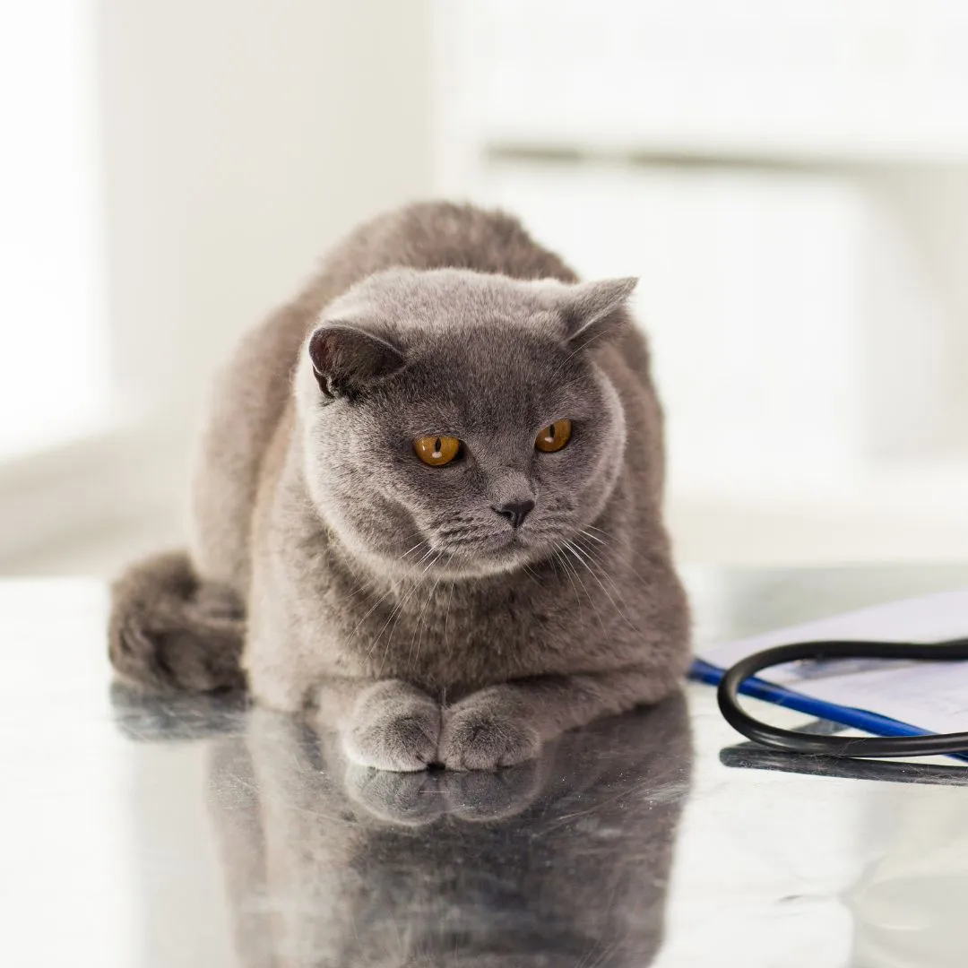 Pet-On-Site-Lab-Services-inner British cat at vet clinic