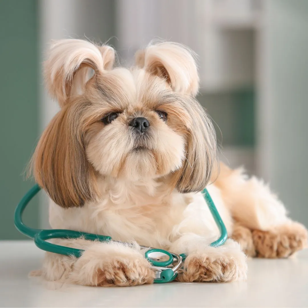 Pet-Physical-Exam Dog with stethoscope on table