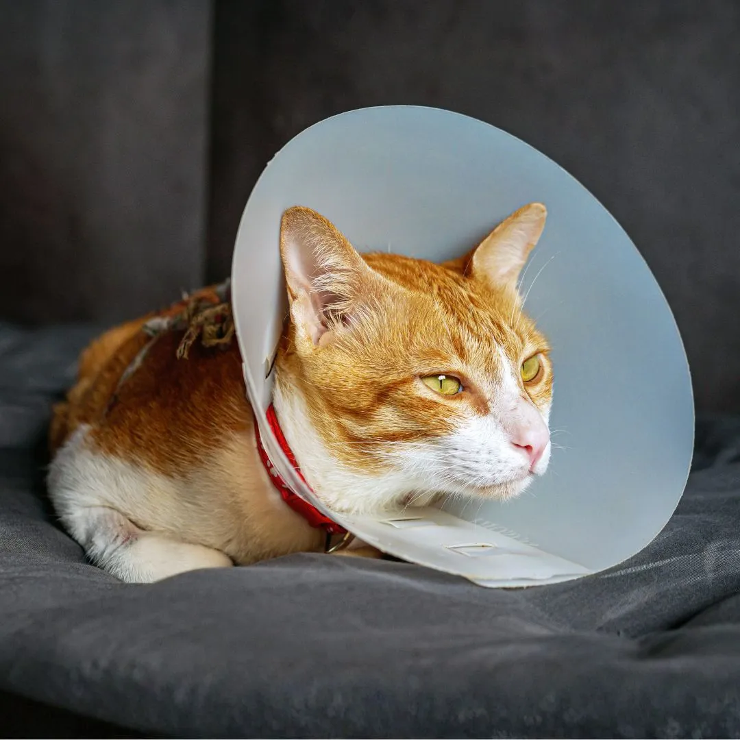 Pet-Surgical-Procedures Cat wearing a protective plastic cone