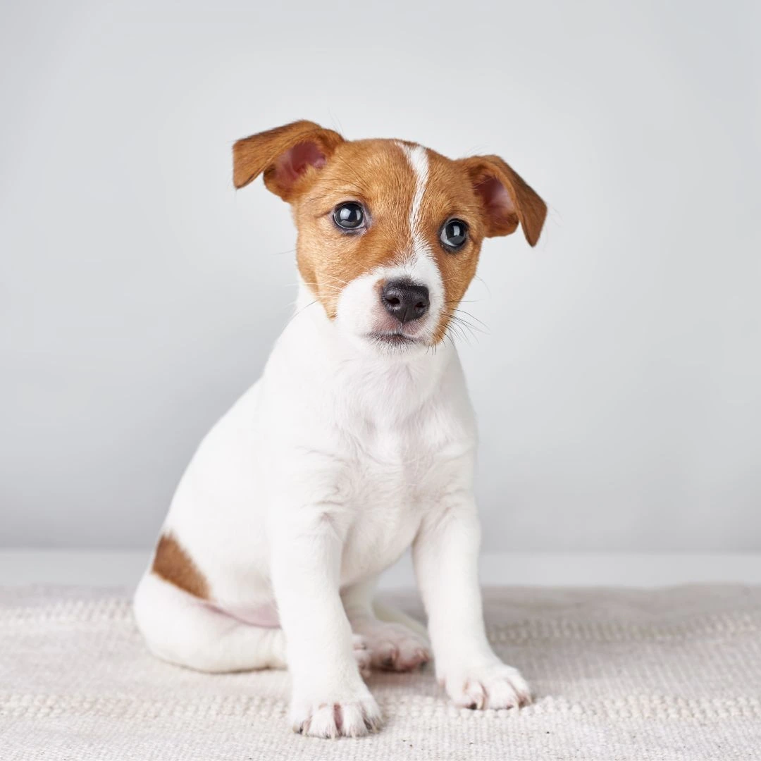 Pet-Vaccinations Jack russel terrier puppy dog