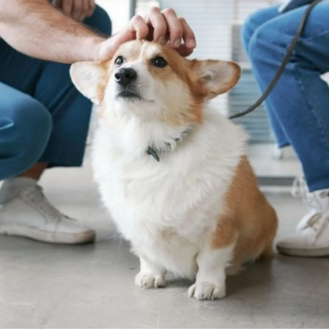a-vet-hand-on-a-dog-head a vet hand on a dog head